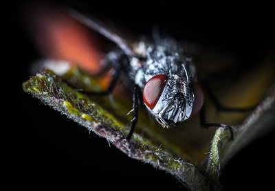 que productos llevan insectos